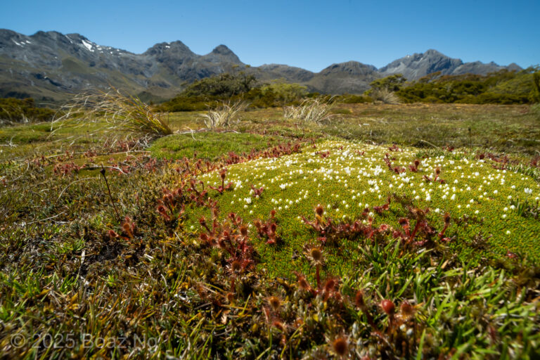 Drosera stenopetala Species Profile