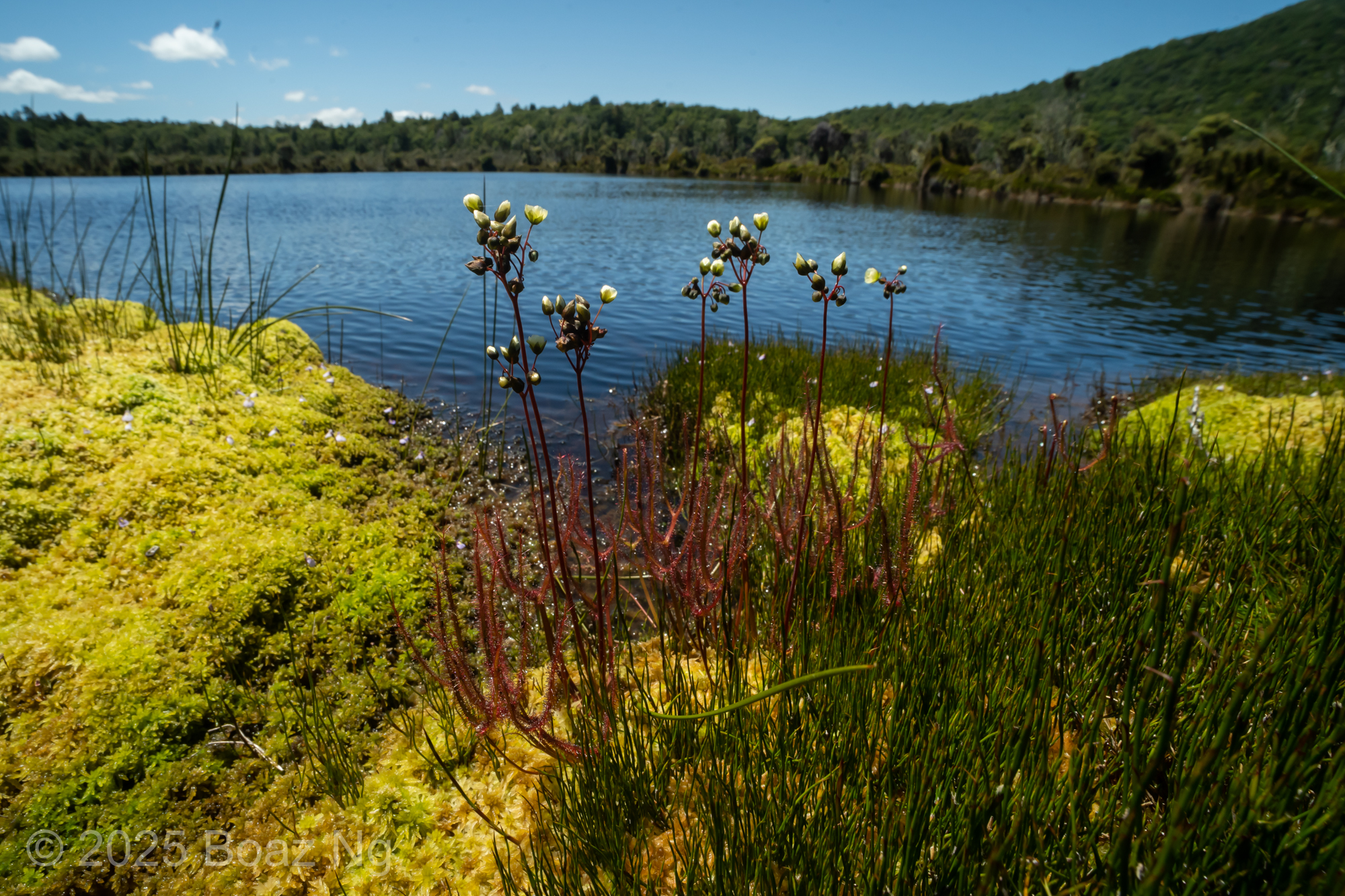 Yellow Flowered Drosera Binata in New Zealand